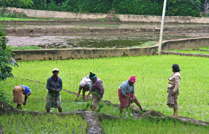 Riz : 9 milliards FCFA inject?s pour booster la production nationale face ? l?urgence alimentaire