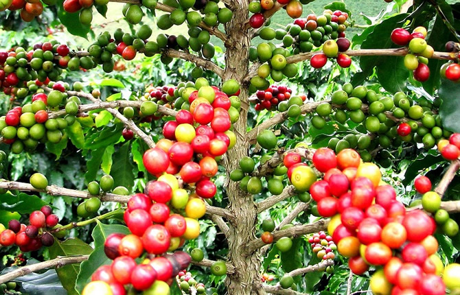 Café : le Cameroun lance la saison 2025-2026 sous le signe de l'embellie, malgré une filière toujours fragile