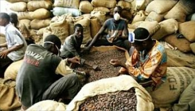 Cacao camerounais : l'ONCC resserre l'étau contre les exportations frauduleuses vers le Nigeria