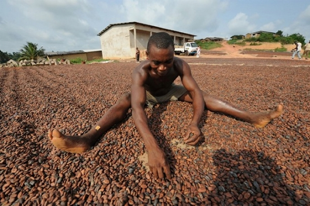 Pâte de cacao : les États-Unis deviennent le premier client du Cameroun, entre boom industriel et nouveaux risques commerciaux