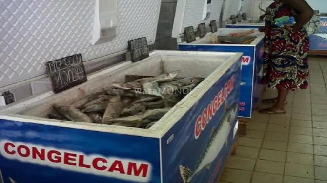 Poisson congelé : le Cameroun importe 267 259 tonnes en 2025 et alourdit sa facture à 230,8 milliards FCFA