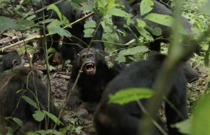 Ouganda : une “guerre civile” éclate chez 200 chimpanzés, au moins 24 morts dans un conflit inédit depuis 50 ans