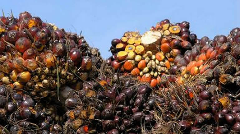 Huile de palme : 17 milliards FCFA injectés à Lengue et Eséka, plus de 11 milliards reversés chaque année aux producteurs camerounais