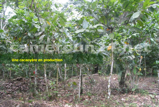 Cacao : effondrement des prix au Cameroun, les producteurs retombent sous 1 500 FCFA le kilo