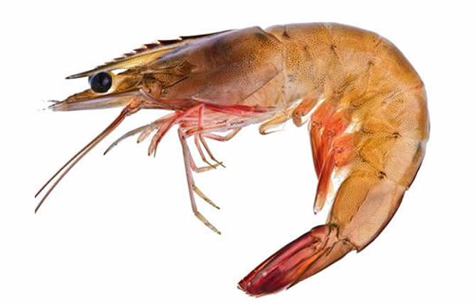 Exportations : les pâtes camerounaises explosent (+230%) pendant que la crevette prépare son grand retour vers l’Europe