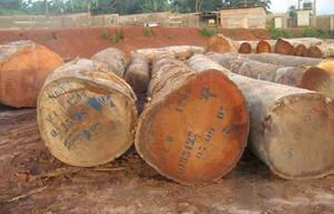 Bois camerounais : chute des exportations en 2025, l’alerte rouge sur toute la filière