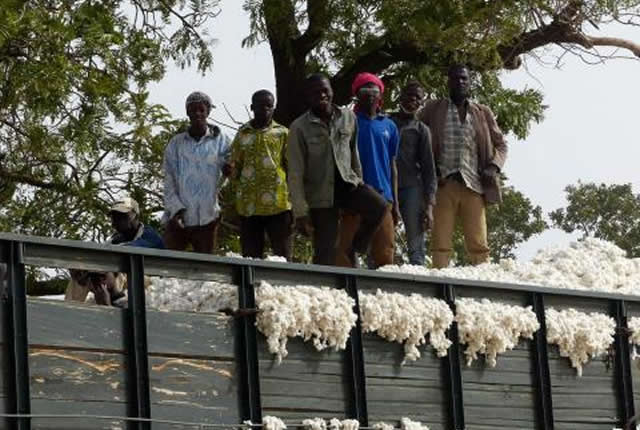 Cameroun : le coton explose vers un record historique, mais deux menaces géantes inquiètent déjà la Sodecoton