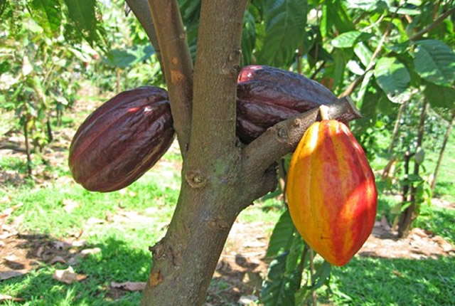 Cacao : les prix repartent à la hausse au Cameroun, mais les producteurs restent loin du jackpot espéré
