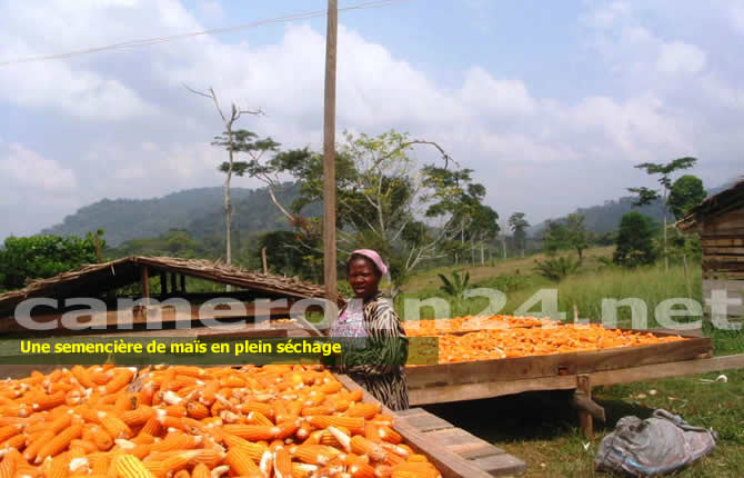 Cameroun : Le gouvernement bloque les importations de maïs, le bras de fer avec les industriels est lancé