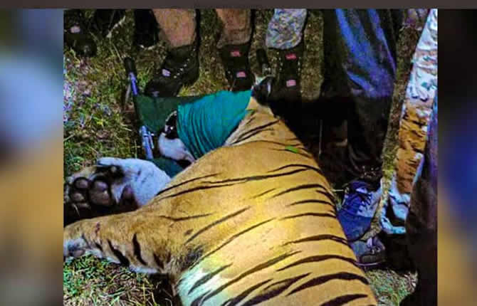 Tigre tueur, séisme, bavure séparatiste : 32 morts en 24 heures sur trois continents