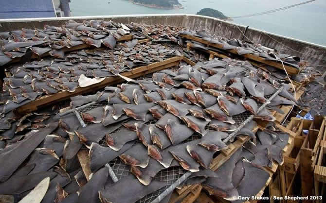 Trafic d?ailerons des chondrichtyens : les requins plus menacés que les éléphants et les grands félins