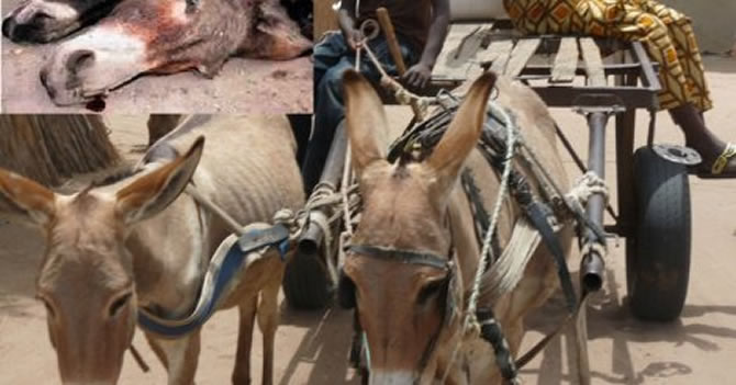Maroua: des ?nes ? prix d?or