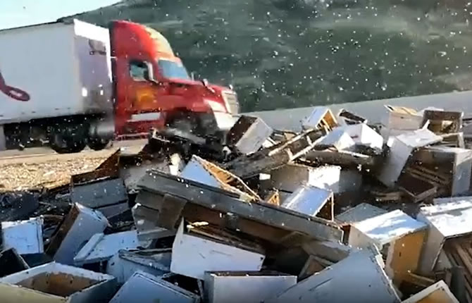états-Unis : 250 millions d?abeilles en libert? après le renversement d?un camion