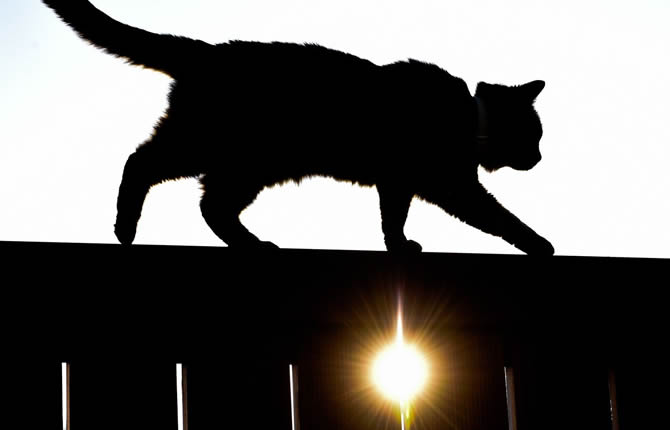 Le plus vieux chat du monde meurt ? l'âge de 33 ans