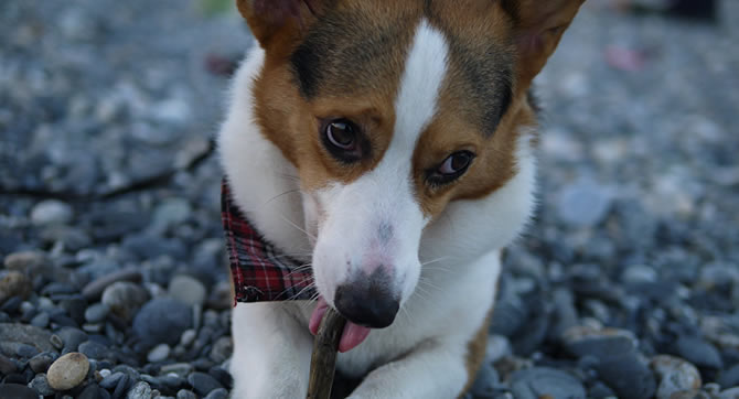 Il lègue toute sa fortune à? son chien