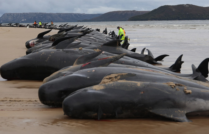 ?chouage massif de dauphins en Tanzanie : un ph?nom?ne rare qui interpelle