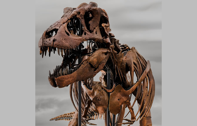 Le T-Rex, nouveau 