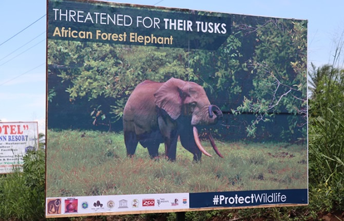 Une nouvelle ère pour la protection de la faune est-elle à l'horizon au Cameroun ? Le cas de Limbé.