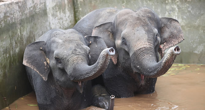 Self-défense: les éléphants évoluent pour échapper aux braconniers