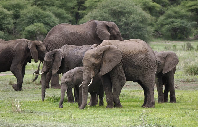 Destruction des champs et récoltes à l?Extrême-Nord du Cameroun par plus de 100 éléphants en divagation
