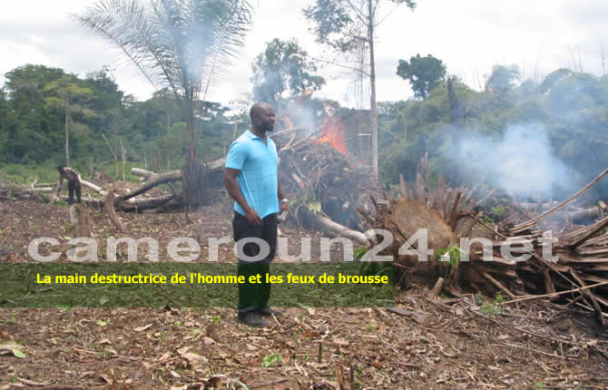 Alerte Rouge pour la Planète : Les Forêts Africaines, Nouvel Épicentre des Émissions de CO?