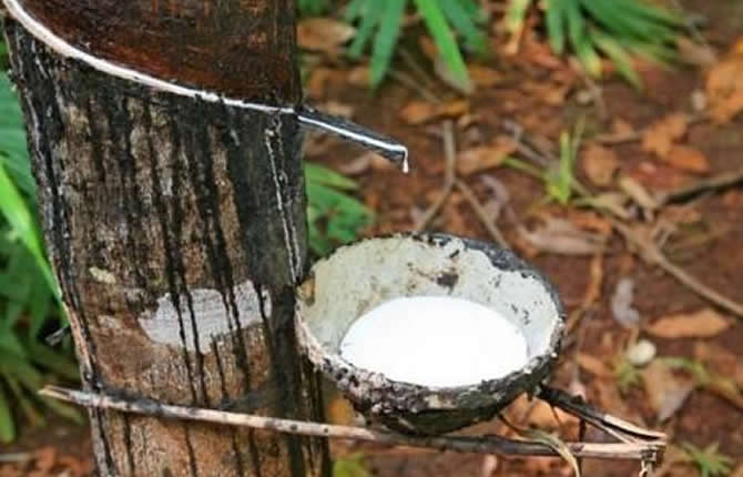 Sud Cameroun Hévéa lorgne sur la culture des arbres fruitiers, du riz, du maïs et du palmier à huile