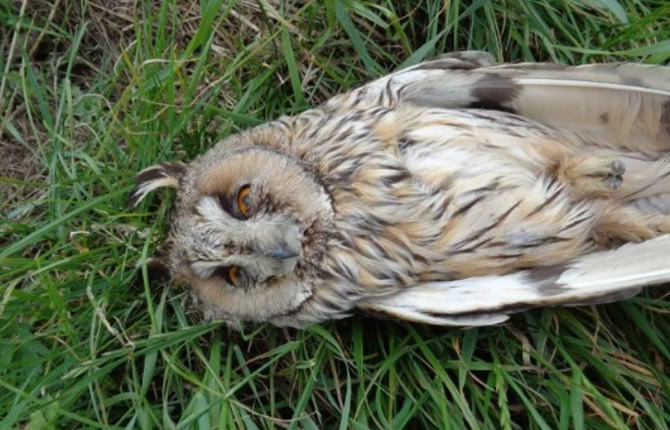 Un Hibou tué ? Douala sur recommandation entre autre du Pasteur d'une Eglise 