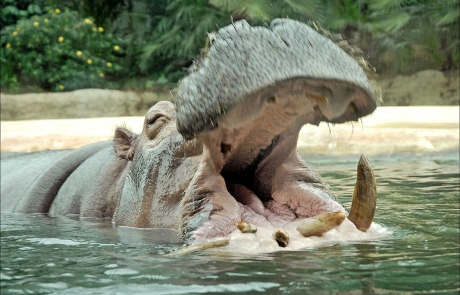 Malawi: une attaque d’hippopotame contre un bateau a fait 24 disparus