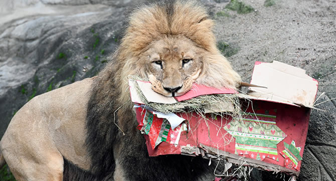 Un homme ivre tente de serrer la main d?un lion (vidéo)