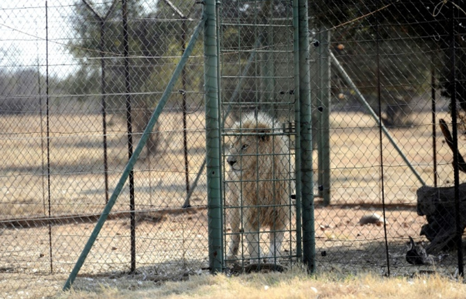 Le WAP demande ? l'Afrique du Sud d'interdire l??levage commercial de lions