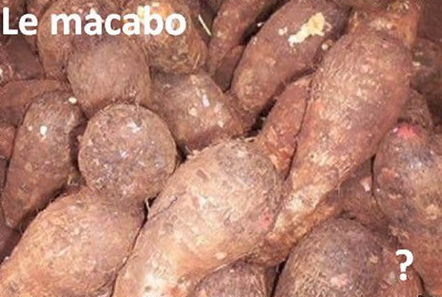 Bangoua: La fête du macabo sur les rails
