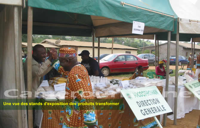 Six nouvelles unités de transformation de manioc en gestation au Cameroun