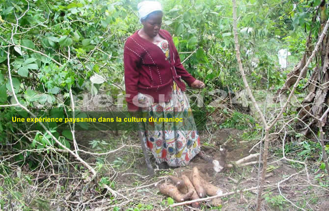 SUD,Ebolowa : Le Pidma abandonne les producteurs avec 47 hectares de terrain déblayé 