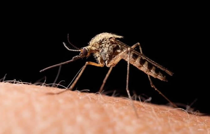 Alerte moustiques en Afrique : Anopheles stephensi menace les villes, le Kenya freine la vente de crédits carbone