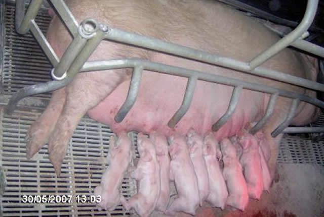 Industries animales: 1,2 milliard investi dans le porc au Cameroun