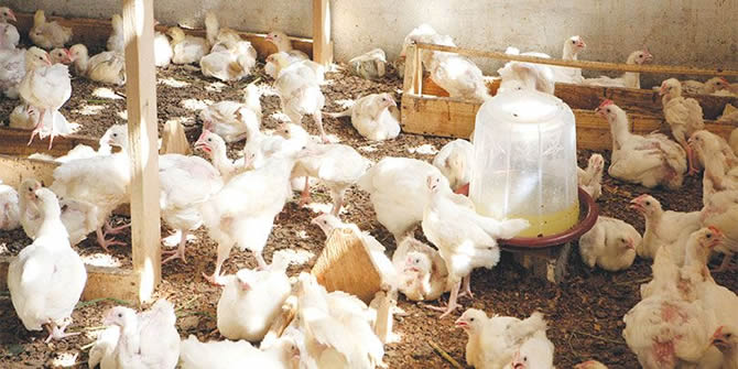 Grippe aviaire: pourquoi la résistance