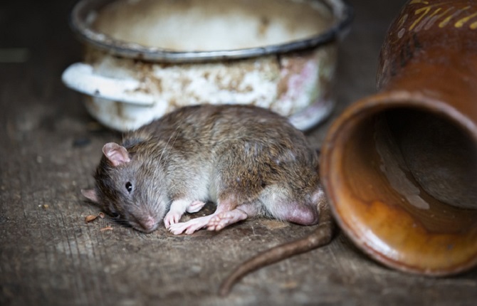 Douala : Un bailleur exige ? son locataire de lui remettre les corps de deux souris mortes chez lui
