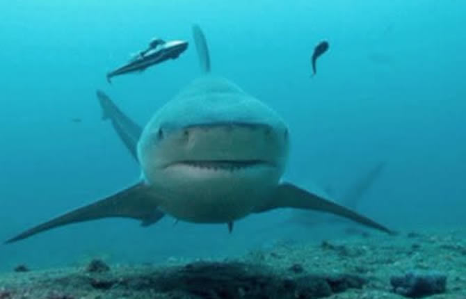 Requin, déluge et séisme : trois catastrophes en 24 heures qui secouent la planète
