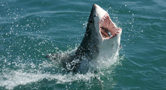 âmes sensibles s'abstenir! Ce p?cheur tente d?attraper un requin ? mains nues (vid?o)