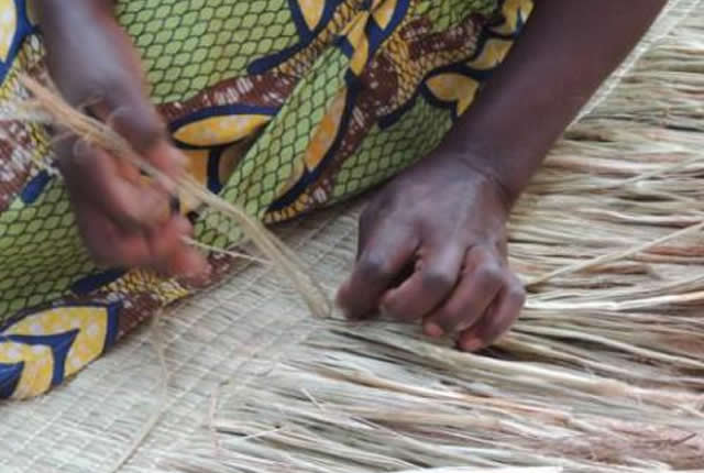 Cameroun : les troncs de bananiers bientôt transformés en produits pour revêtement de murs et de décoration