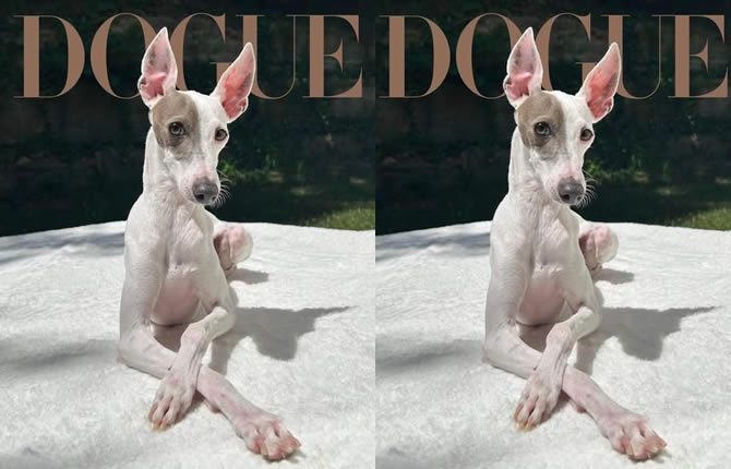 Sir Spud, le lévrier italien au regard de feu, sacré chien le plus chic de 2026 par Vogue : la mode a trouvé son nouveau roi à quatre pattes