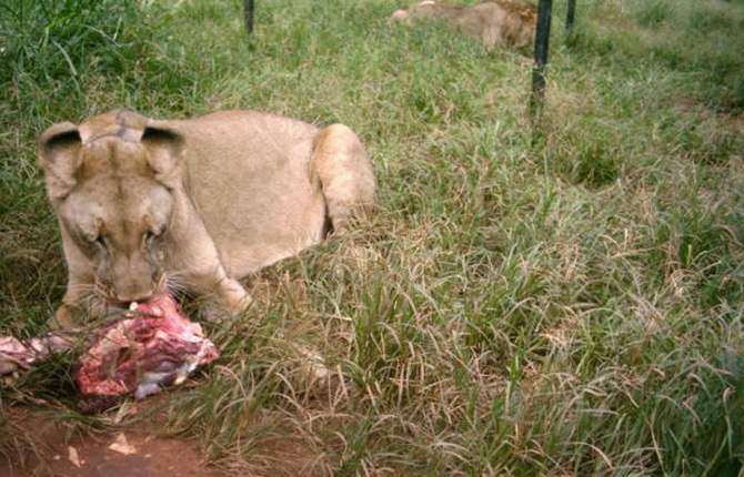 Cameroun : 174 animaux à l?abri du braconnage au Parc de Mvog-Betsi de Yaoundé